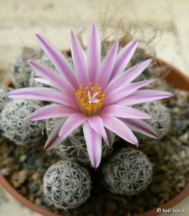 Turbinicarpus schmiedickeanus ssp. macrochele El Cardonal Mexico ©JLcoll.4403